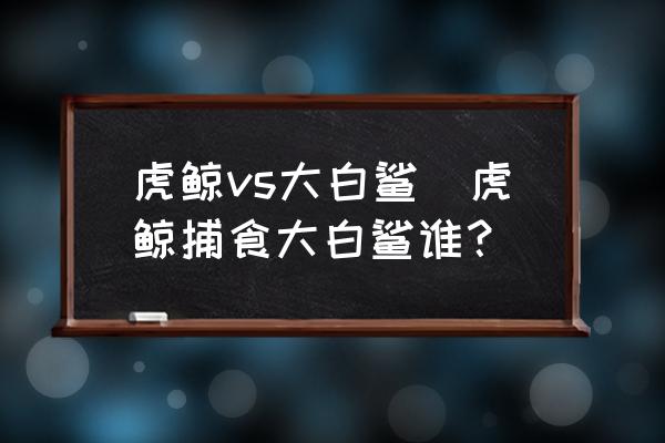 虎鯨vs大白鯊(虎鯨捕食大白鯊誰？)
