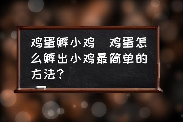 雞蛋孵小雞(雞蛋怎么孵出小雞最簡單的方法？)