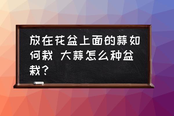 放在花盆上面的蒜如何栽 大蒜怎么種盆栽？