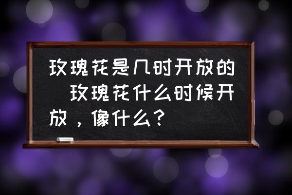 玫瑰花是幾時開放的(玫瑰花什么時候開放，像什么？)