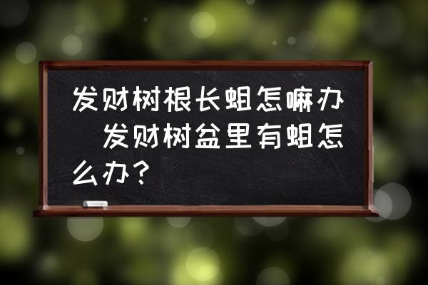發財樹根長蛆怎嘛辦(發財樹盆里有蛆怎么辦？)