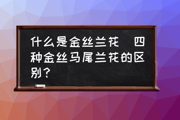 什么是金絲蘭花(四種金絲馬尾蘭花的區別？)