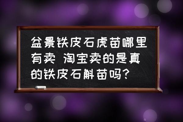 盆景鐵皮石虎苗哪里有賣 淘寶賣的是真的鐵皮石斛苗嗎？