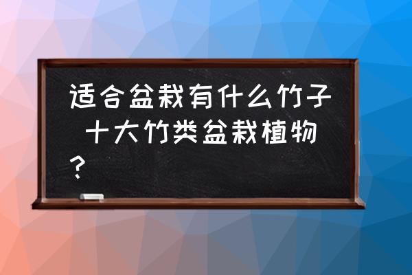 適合盆栽有什么竹子 十大竹類盆栽植物？