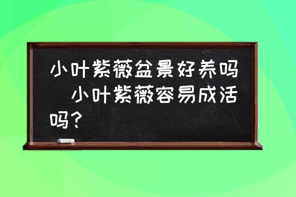 小葉紫薇盆景好養嗎(小葉紫薇容易成活嗎？)