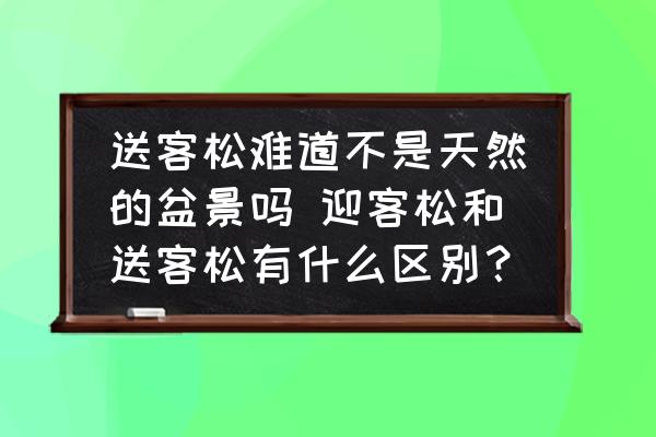 送客松難道不是天然的盆景嗎 迎客松和送客松有什么區別？