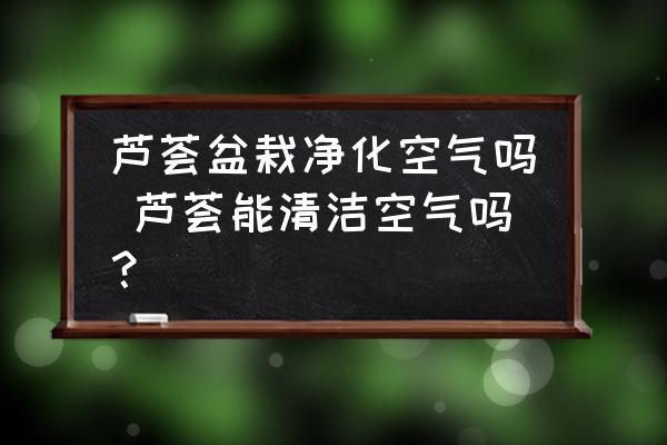 蘆薈盆栽凈化空氣嗎 蘆薈能清潔空氣嗎？