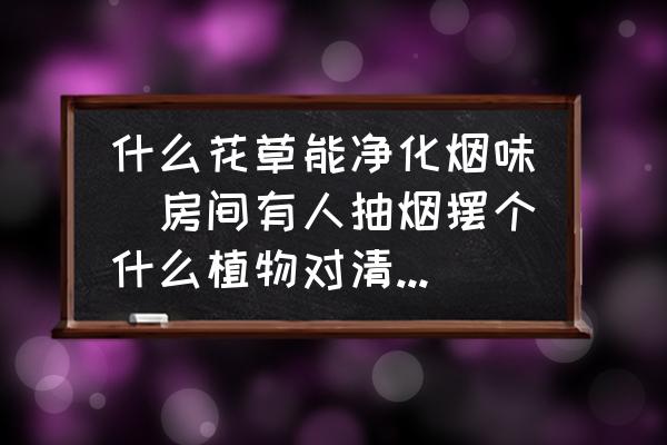 什么花草能凈化煙味(房間有人抽煙擺個什么植物對清除煙味有好處啊？)